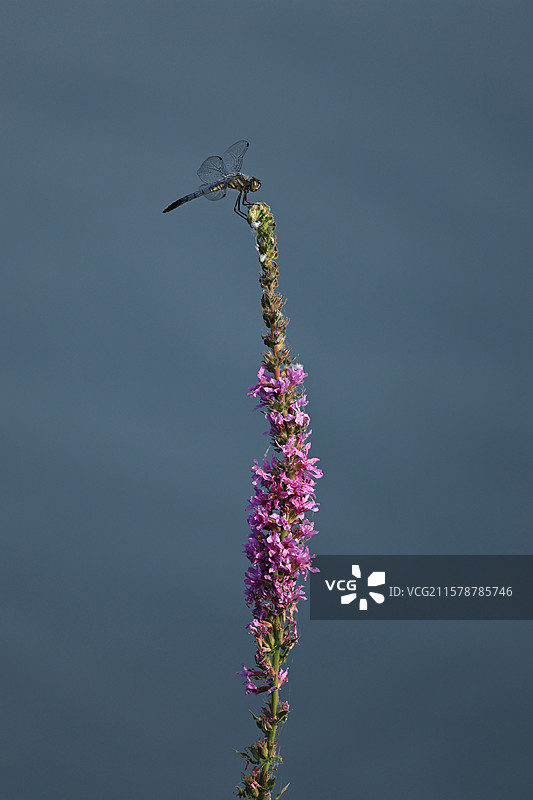 随手拍蜻蜓图片素材