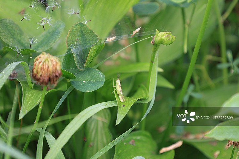 蝗虫，蚂蚱，蝈蝈，昆虫，图片素材