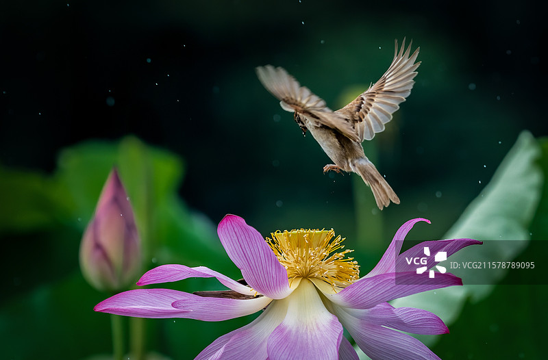 荷花与麻雀图片素材