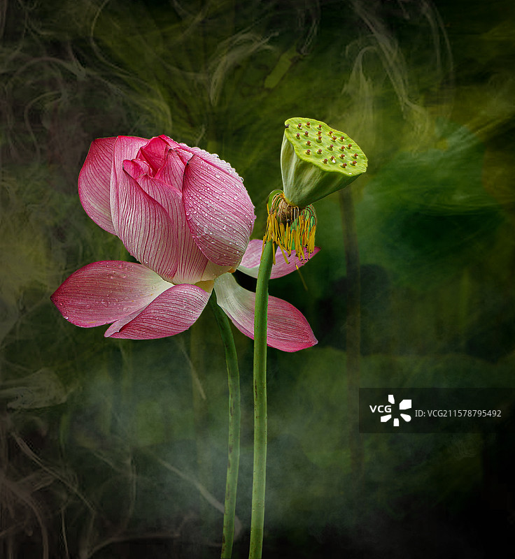 荷影朦胧图片素材