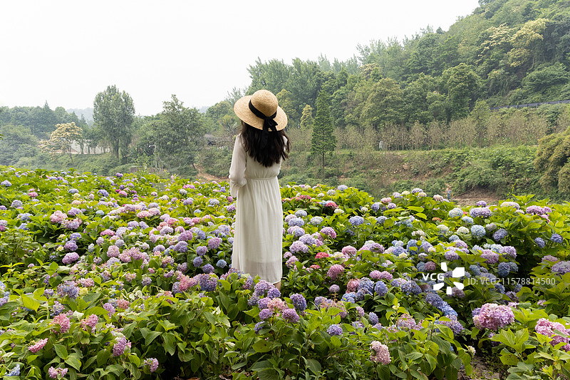 春季五月时节，盛开的绣球花海中的女性背影，浪漫花卉风景图片素材