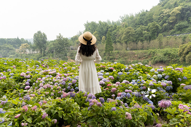 春季五月时节，盛开的绣球花海中的女性背影，浪漫花卉风景图片素材