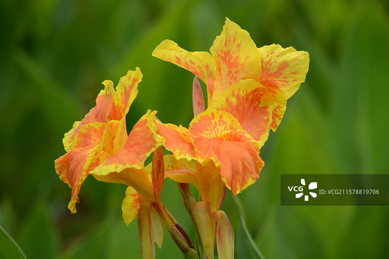 花乡公园的美人蕉图片素材