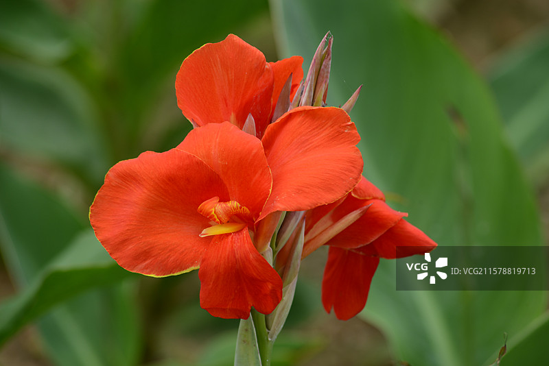 花乡公园的美人蕉图片素材