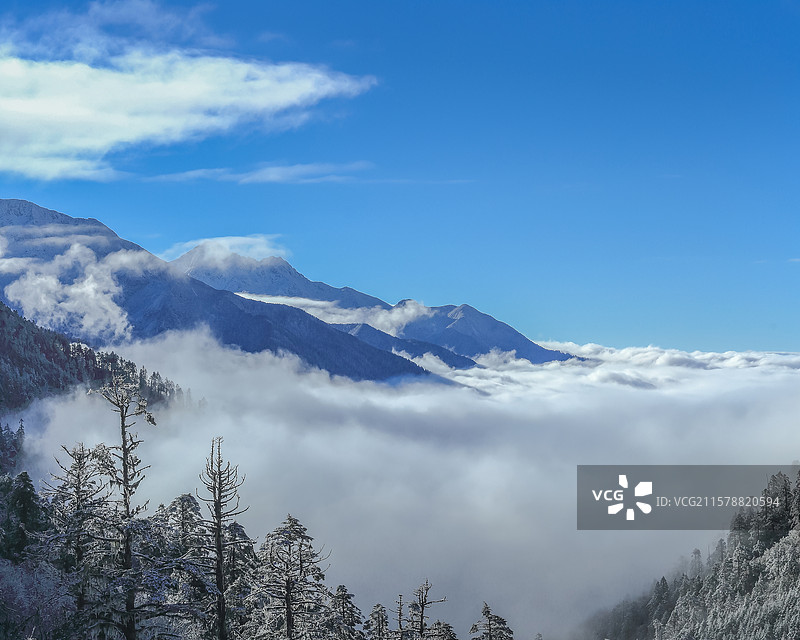 甘孜州雅加埂高山森林雪景图片素材