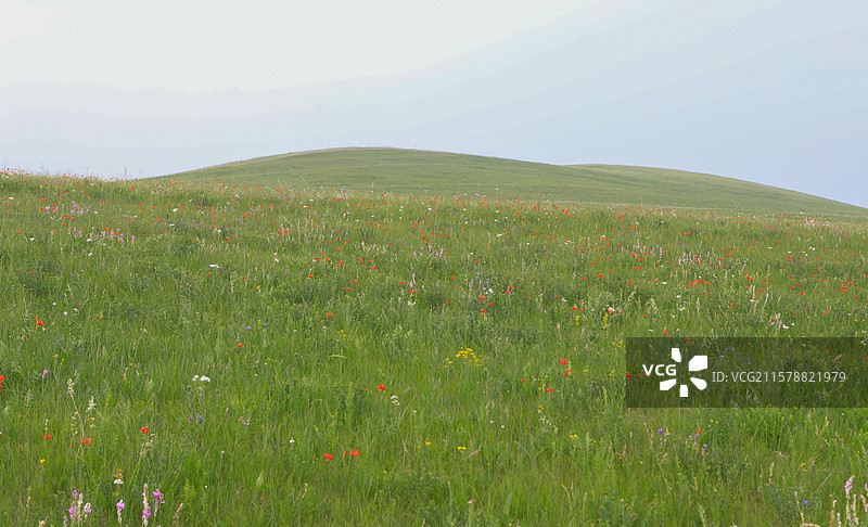 呼伦贝尔大草原上的山丹丹花：在呼伦贝尔大草原上生长着很多种花儿图片素材