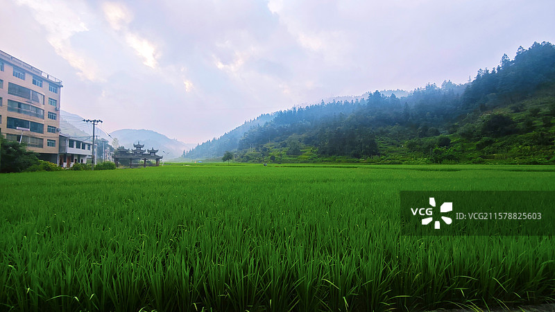 绿油油的水稻图片素材