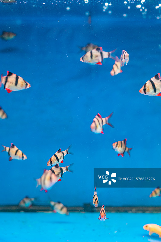 中国野生动物拍摄主题，透明的鱼缸里色彩鲜艳的金鱼海鱼，室内无人图像摄影图片素材