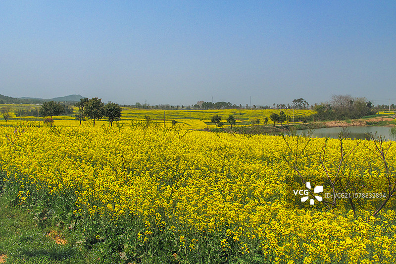 油菜花图片素材