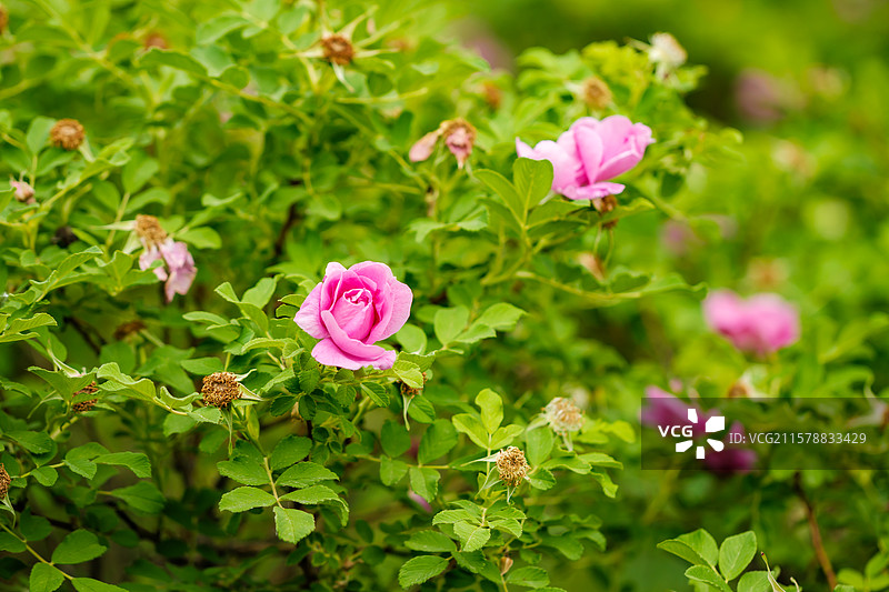 玫瑰花田玫瑰花海大马士革玫瑰食用玫瑰种植基地图片素材