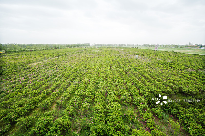 玫瑰花田玫瑰花海大马士革玫瑰食用玫瑰种植基地图片素材
