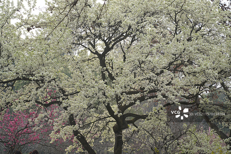 一树梨花图片素材