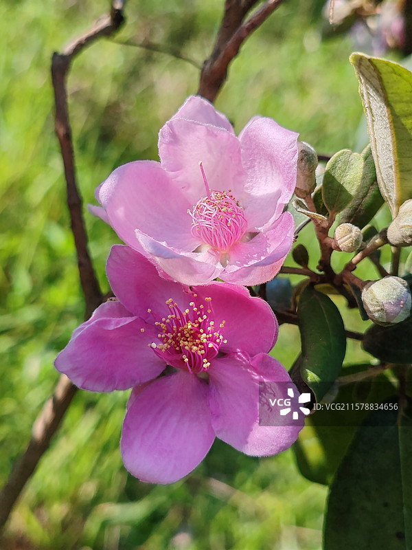 野生桃金娘图片素材