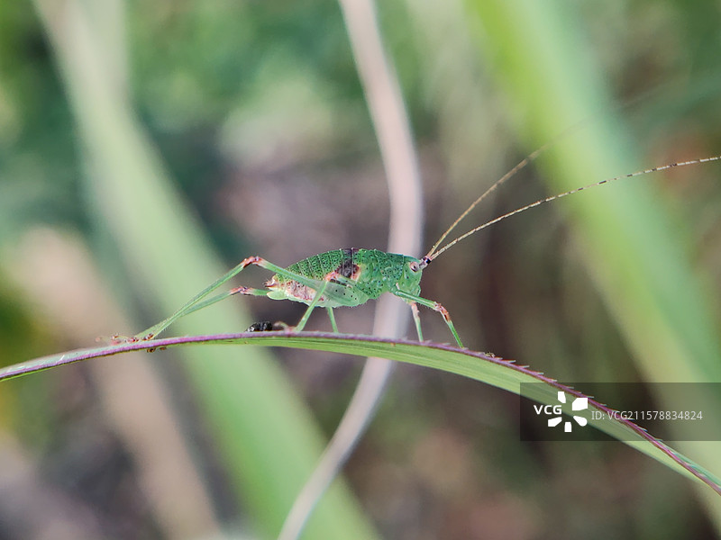 草叶上的蛐蛐图片素材