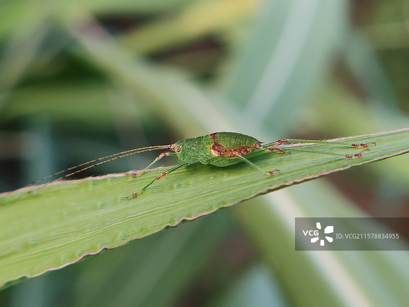 草叶上的蛐蛐图片素材