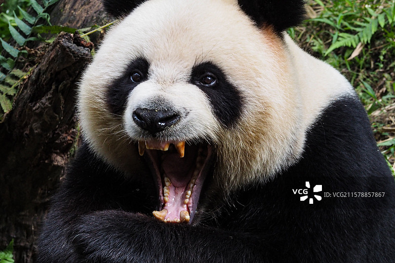 广州长隆野生动物园内打哈欠的熊猫图片素材