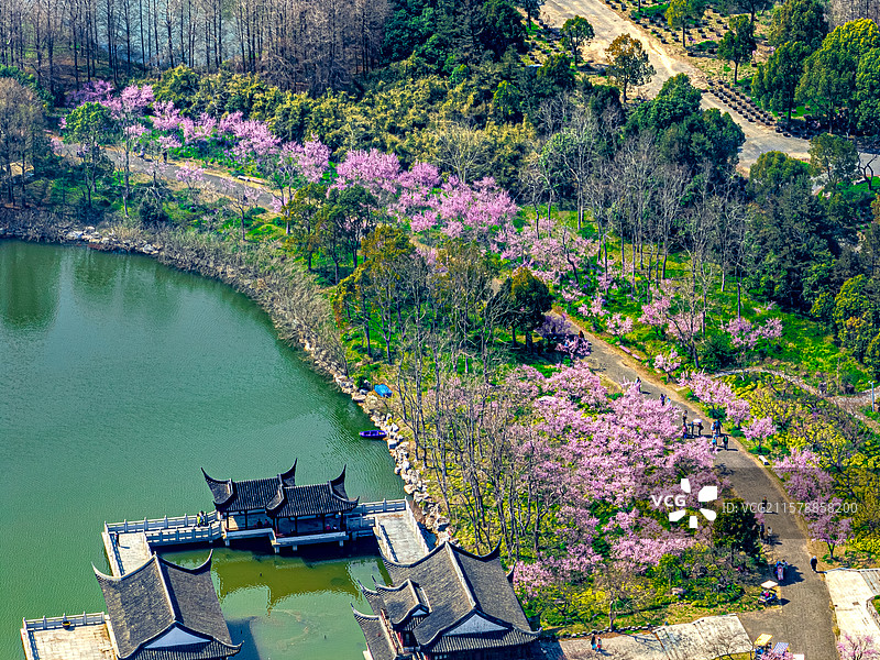 航拍上海海湾森林公园 宋梅阁 探香湖 3月初春时节樱花盛开 奉贤区东海海滨图片素材