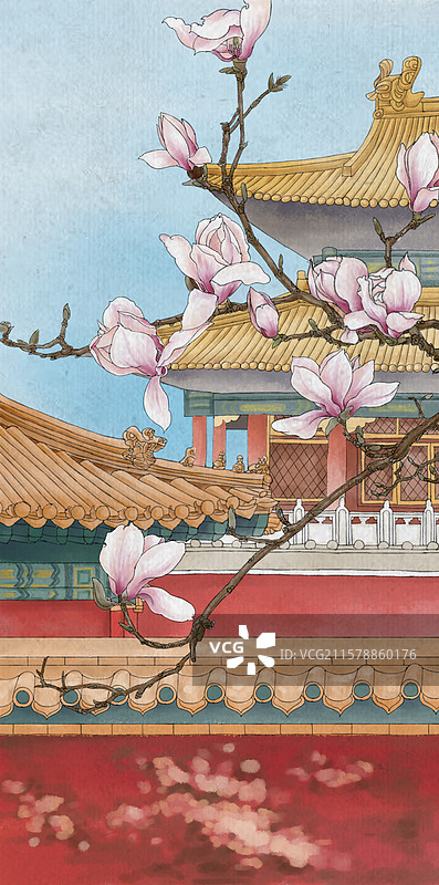故宫的玉兰花开了图片素材