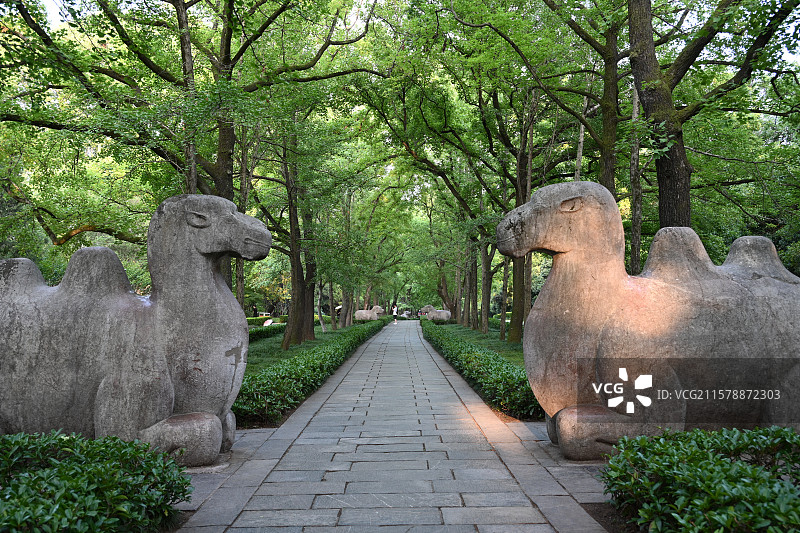 南京明孝陵景区， 朱元璋陵墓，世界文化遗产，南京旅游，石象路图片素材