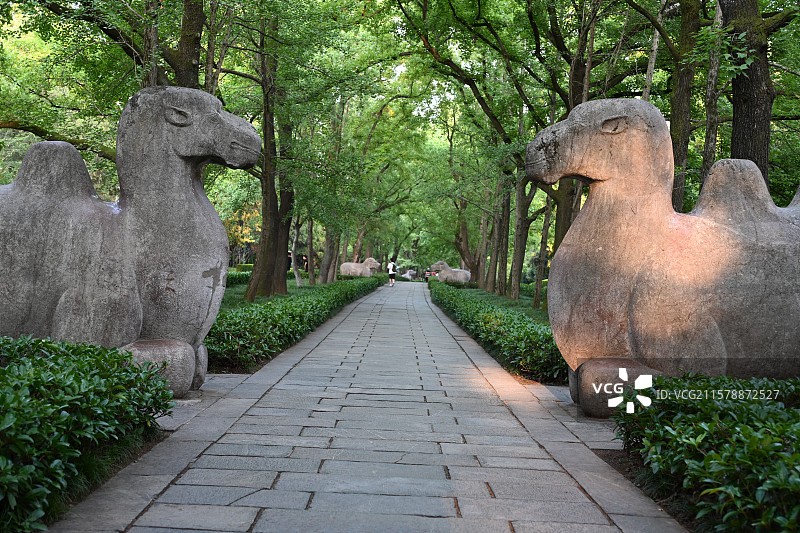 南京明孝陵景区， 朱元璋陵墓，世界文化遗产，南京旅游，石象路图片素材