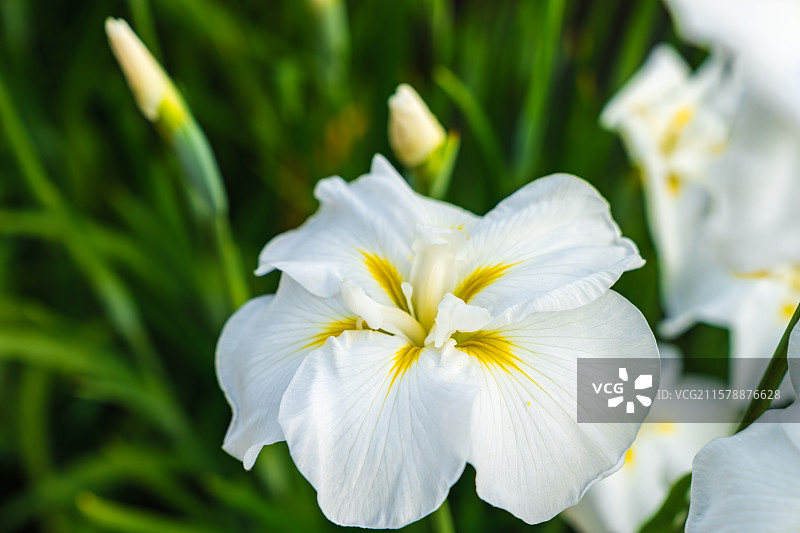 日本福冈县Fukuoka，舞鶴公園Maizuru Park，花菖蒲园Iris Garden，鸢尾科图片素材