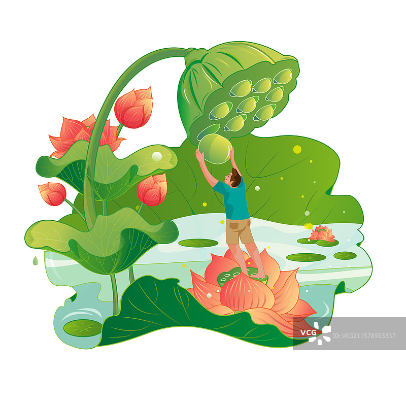 男子在荷塘中采摘莲子图片素材