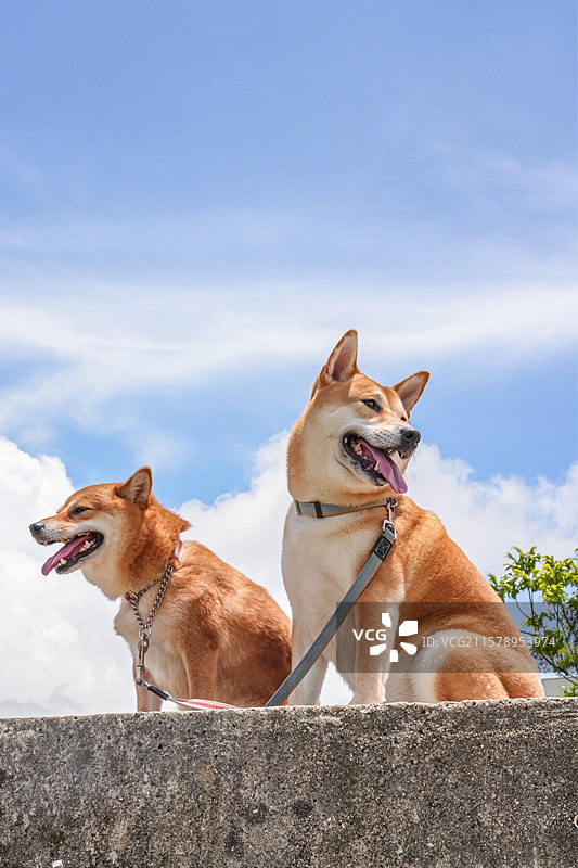 夏日，蓝天白云和微笑的柴犬图片素材