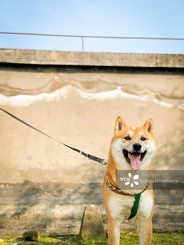 微笑的柴犬 对着镜头开心甜美的微笑图片素材