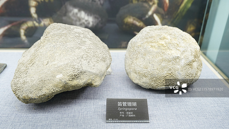 泥盆季笛管珊瑚化石图片素材