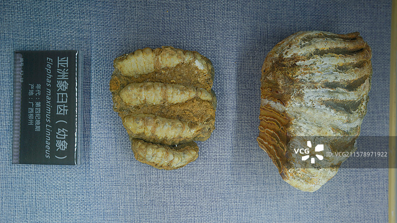 亚洲剑齿象化石图片素材