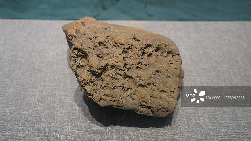 石燕类印模化石图片素材