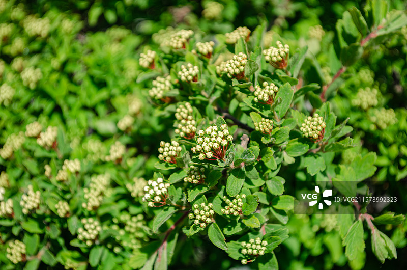 中国野生植物拍摄主题，山里的三裂绣线菊，盛开的一簇白色的花骨朵特写，户外无人图像摄影图片素材