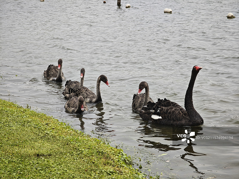 黑天鹅爸爸带天鹅宝宝图片素材