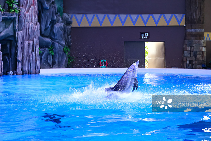 水池中的可爱海豚图片素材