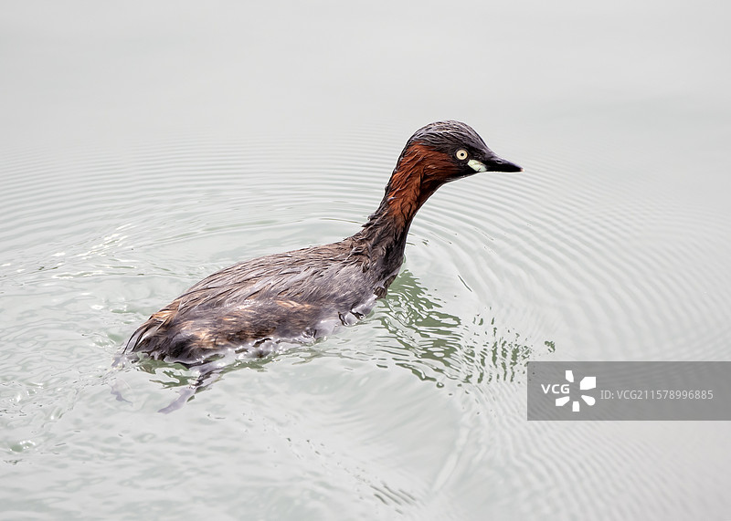 快乐的小䴙䴘图片素材