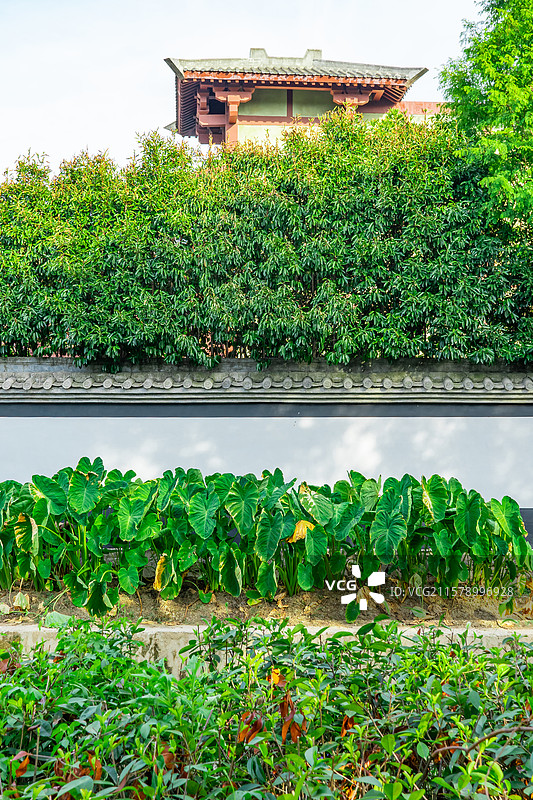 中国乡村风格种植园拍摄主题，白色的传统墙壁和河岸的洋芋蔬菜园，户外白昼无人图像摄影图片素材
