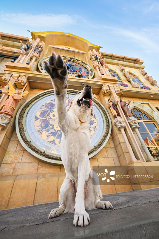 开心的拉布拉多猎犬图片素材