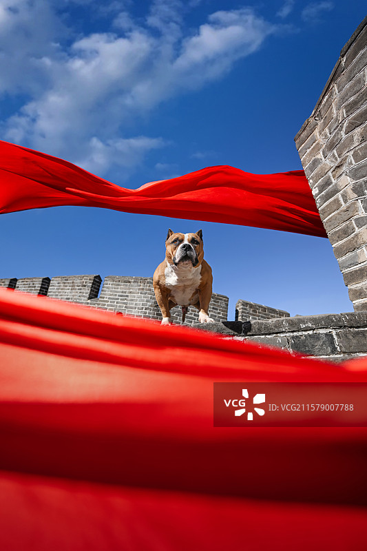 历史长城上的恶霸犬图片素材