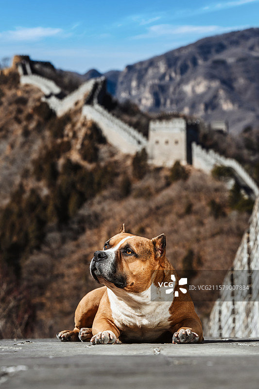 历史长城上的恶霸犬图片素材