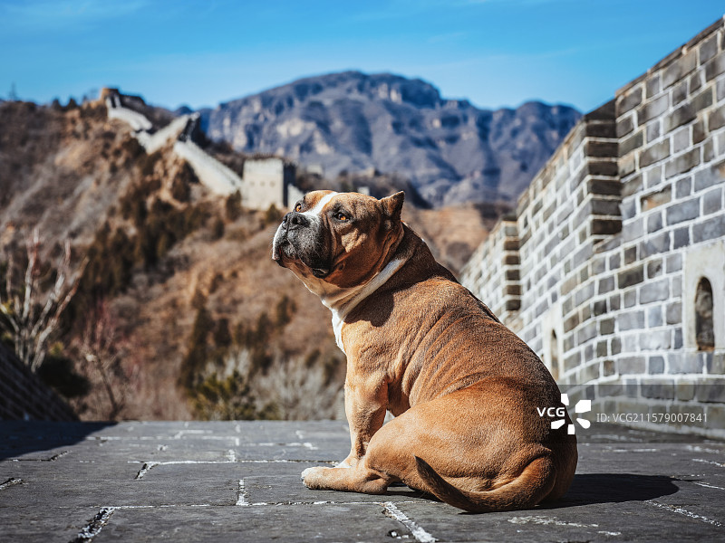 历史长城上的恶霸犬图片素材
