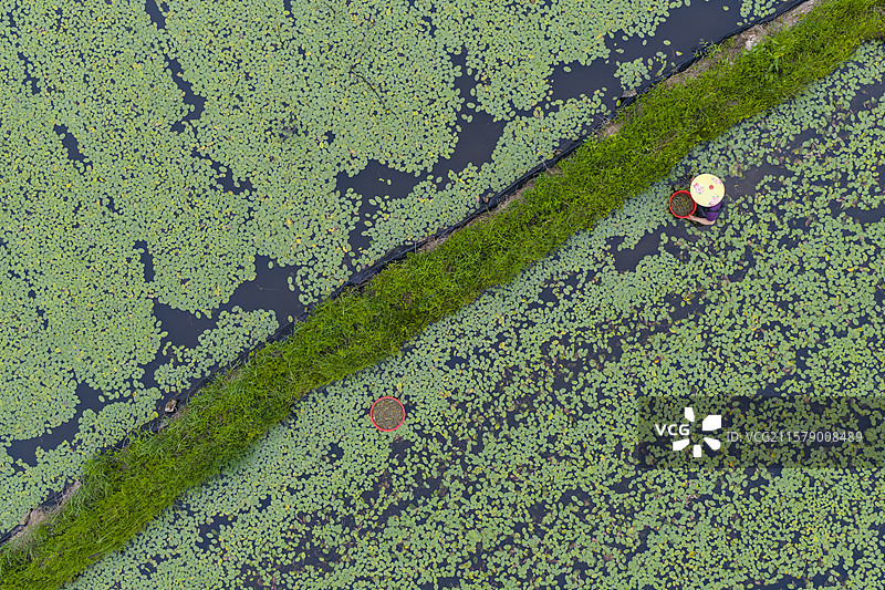 湖北利川福宝山莼菜基地农户正在采摘莼菜图片素材