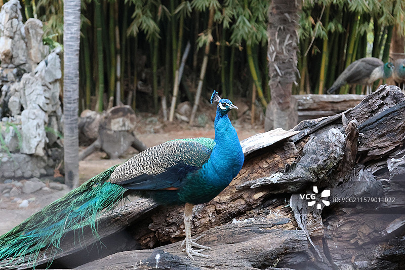 民族村阿昌族傣族白族彝族纳西族佤族藏族基诺族拉祜族布朗族哈尼族德昂族，景颇族，傈僳族，村寨，摩梭之家图片素材