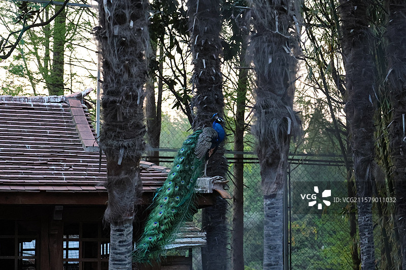 民族村阿昌族傣族白族彝族纳西族佤族藏族基诺族拉祜族布朗族哈尼族德昂族，景颇族，傈僳族，村寨，摩梭之家图片素材