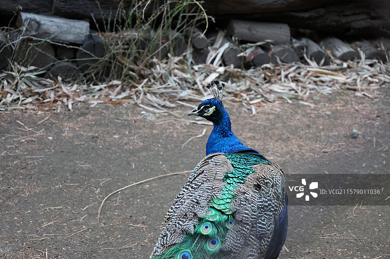 民族村阿昌族傣族白族彝族纳西族佤族藏族基诺族拉祜族布朗族哈尼族德昂族，景颇族，傈僳族，村寨，摩梭之家图片素材