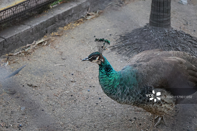 民族村阿昌族傣族白族彝族纳西族佤族藏族基诺族拉祜族布朗族哈尼族德昂族，景颇族，傈僳族，村寨，摩梭之家图片素材