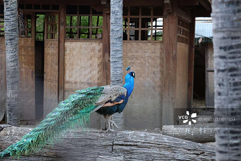 民族村阿昌族傣族白族彝族纳西族佤族藏族基诺族拉祜族布朗族哈尼族德昂族，景颇族，傈僳族，村寨，摩梭之家图片素材