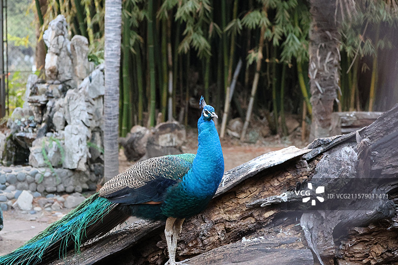 民族村阿昌族傣族白族彝族纳西族佤族藏族基诺族拉祜族布朗族哈尼族德昂族，景颇族，傈僳族，村寨，摩梭之家图片素材