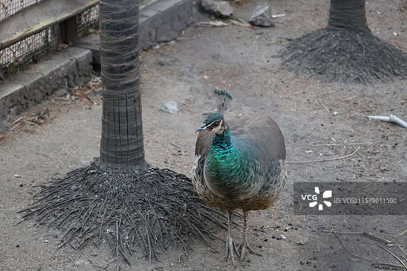 民族村阿昌族傣族白族彝族纳西族佤族藏族基诺族拉祜族布朗族哈尼族德昂族，景颇族，傈僳族，村寨，摩梭之家图片素材