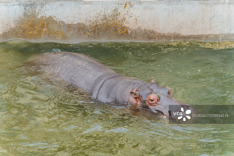 河马（青海省野生动物园）图片素材