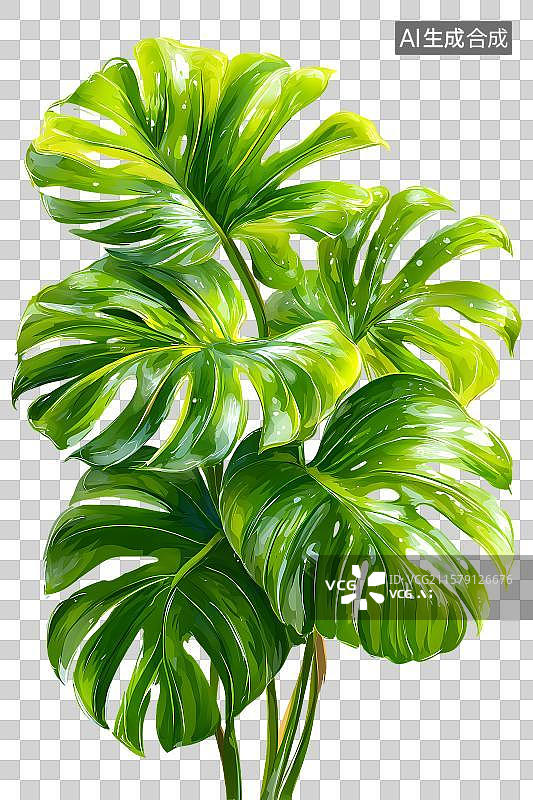 【AI数字艺术】龟背竹植物图片素材